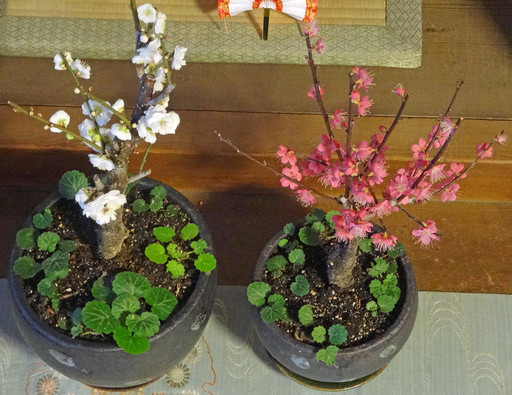 170101_ume.jpg