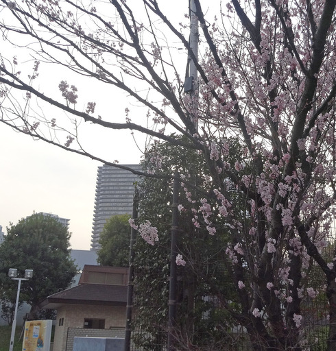 170320_sakura.jpg