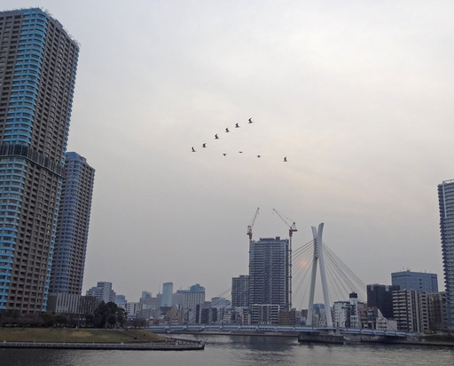 170320_tori.jpg