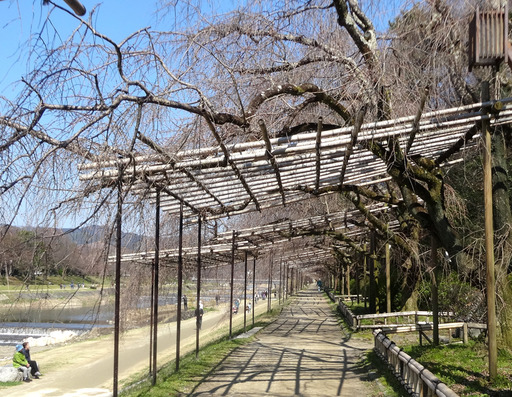 170402_kamogawa2.jpg