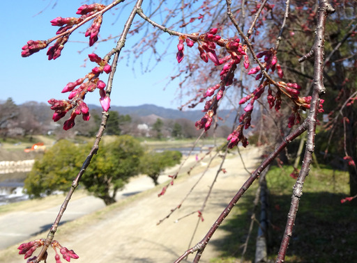 170402_kamogawa3.jpg