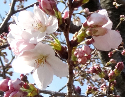 170408_sakura0.jpg