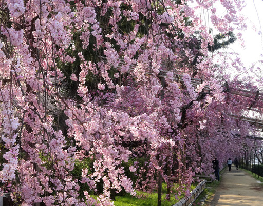 170415_sakura1.jpg