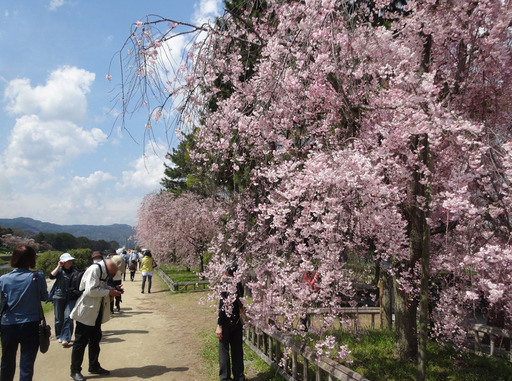 170416_sakura.jpg