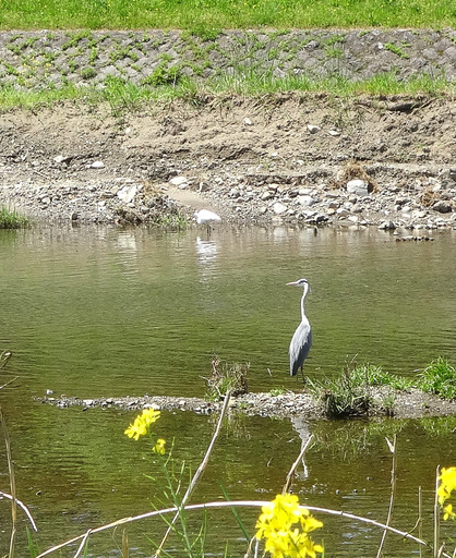 170505_sagi12.jpg