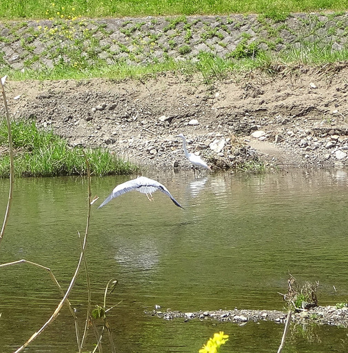 170505_sagi16.jpg