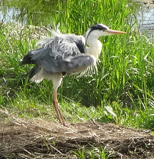 170505_sagi19.jpg