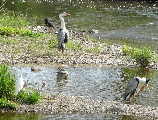 170505_sagi20.jpg