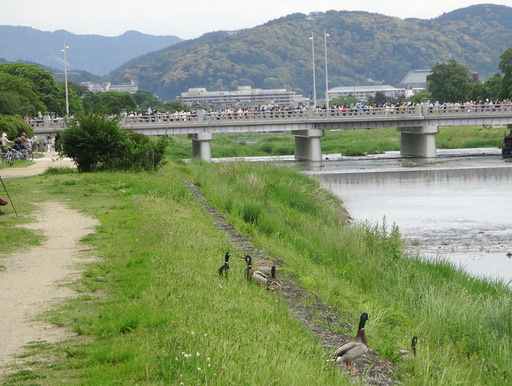 170515_kamo.jpg