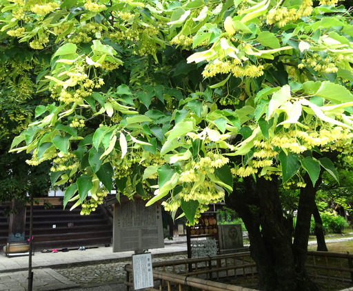 170612_bodaijyu.jpg