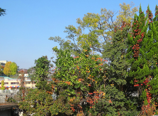 171105_kouyo.jpg