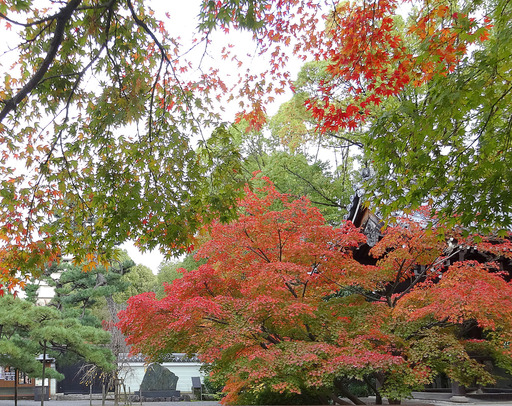 171111_rozanji.jpg