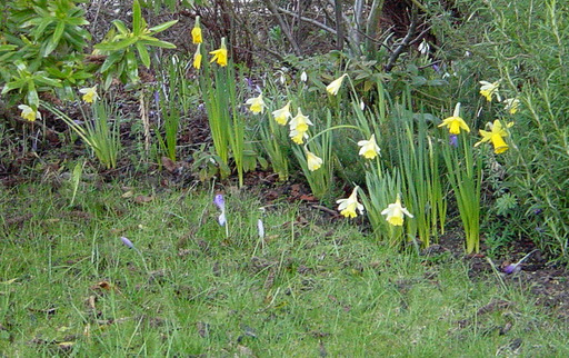 171119_flower.jpg