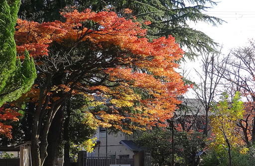 171123_fudai.jpg