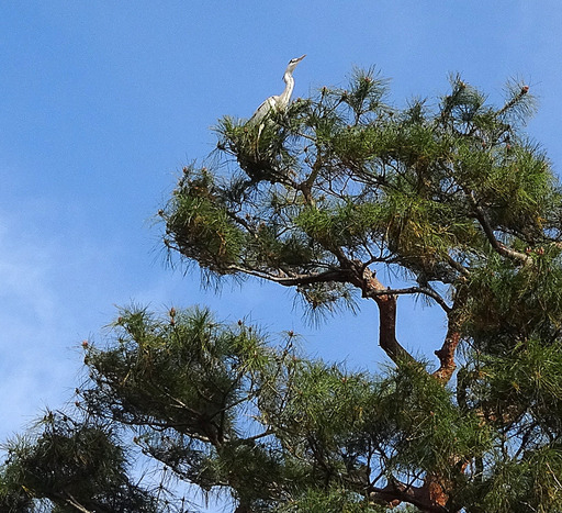 180105_sagi1.jpg