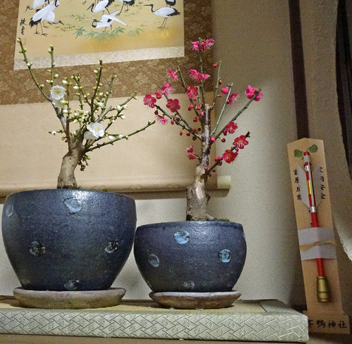 180105_ume.jpg