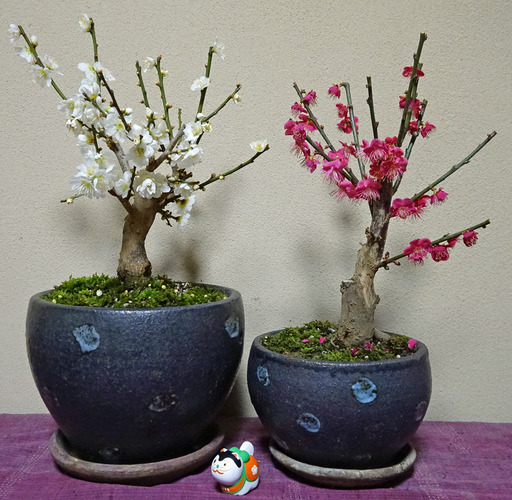 180108_ume.jpg