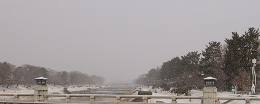 180127_kamo1.jpg