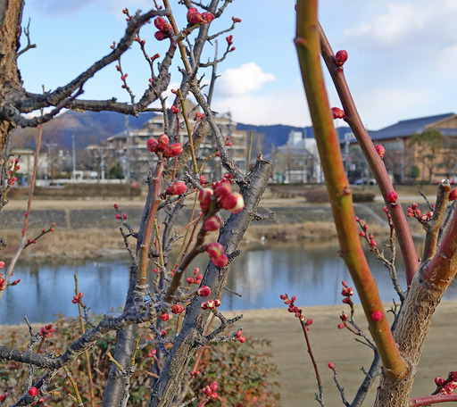180211_ume.jpg