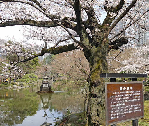 180325_sakura.jpg