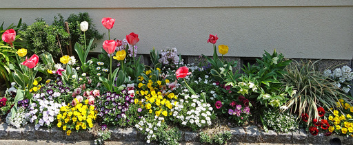 180403_flower.jpg