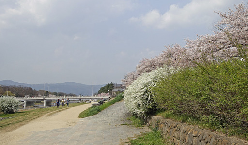 180403_kamogawa.jpg