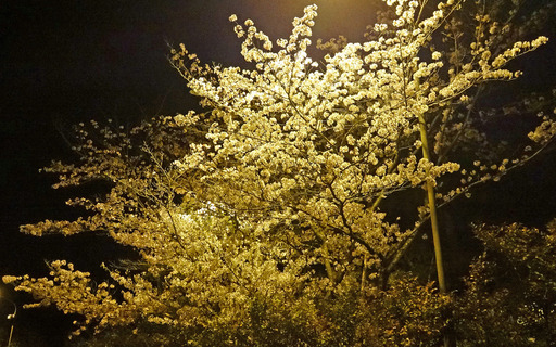 180403_sakura.jpg