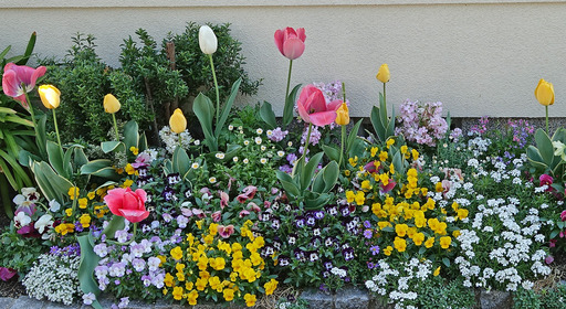 180408_flower.jpg