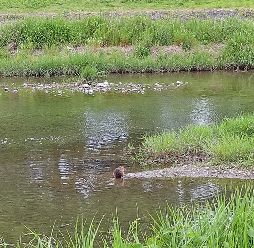 180602_animal.jpg