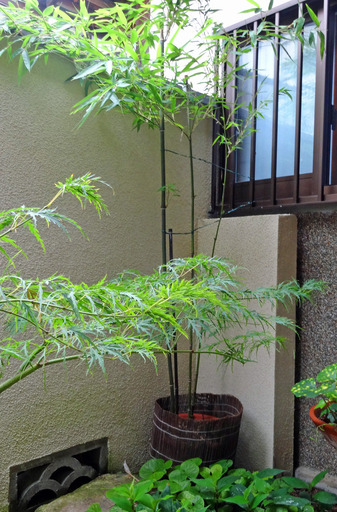 180618_hikaekabe.jpg