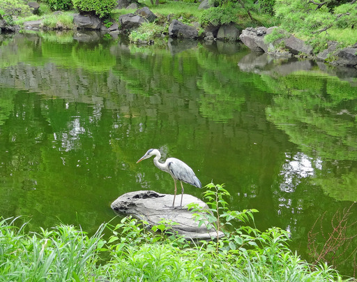 180707_sagi.jpg