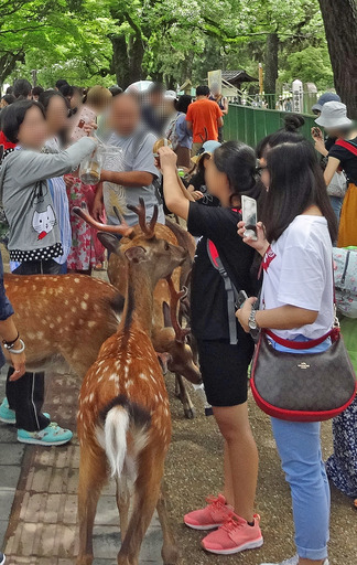 180708_sika.jpg