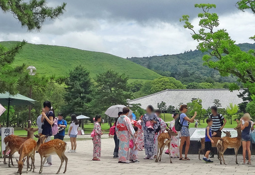 180708_sika2.jpg