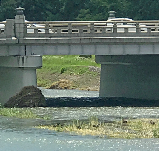 180710_kamo2.jpg