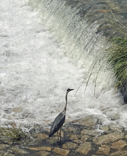 180710_kamo5.jpg