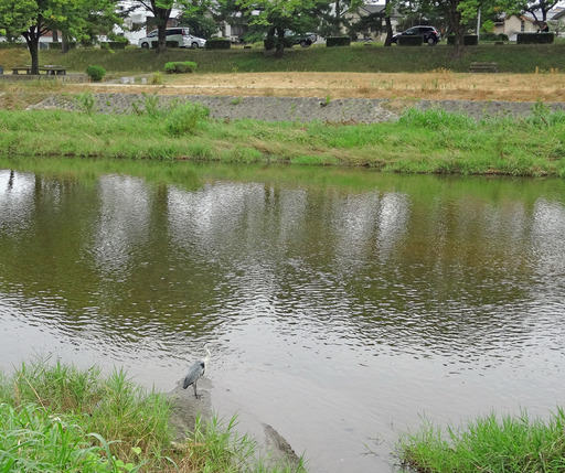 180728_kamo2.jpg