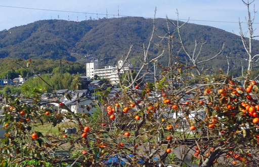 181118_ikoma.jpg
