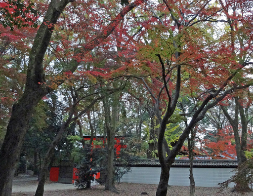 181127_kawai1.jpg