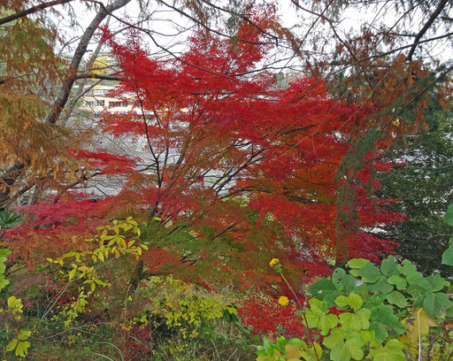 181201_yamamiti.jpg