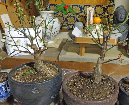 190102_ume.jpg