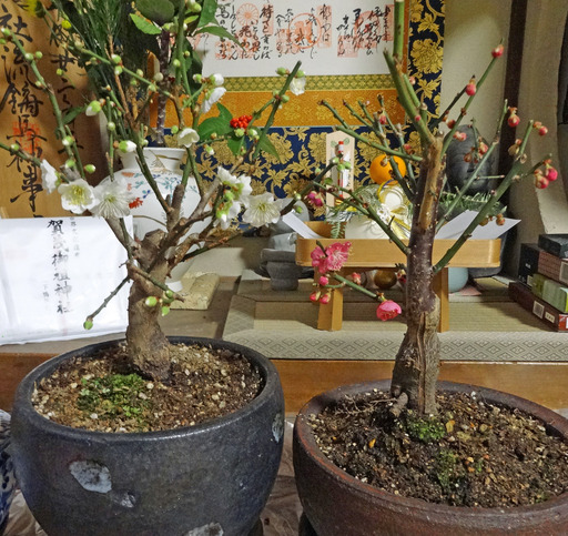 190103_ume.jpg