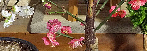 190218_ume1.jpg