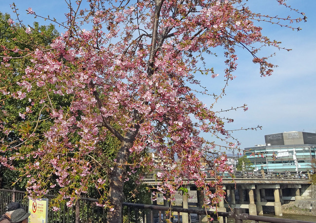 190302_sakura.jpg