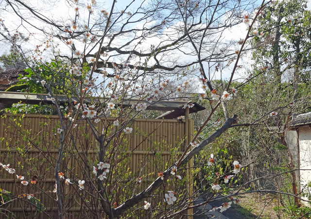 190318_ume.jpg