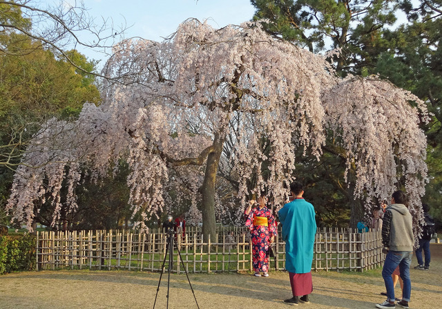 190328_demzu-sakura.jpg