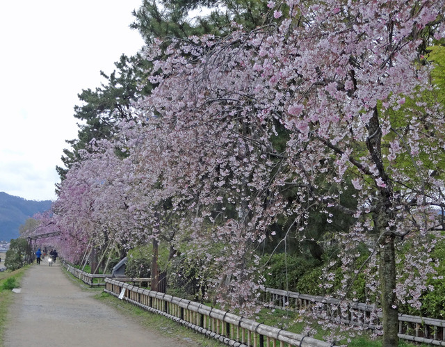190411_sakura1.jpg