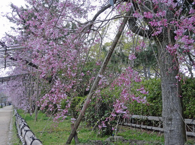 190411_sakura2.jpg