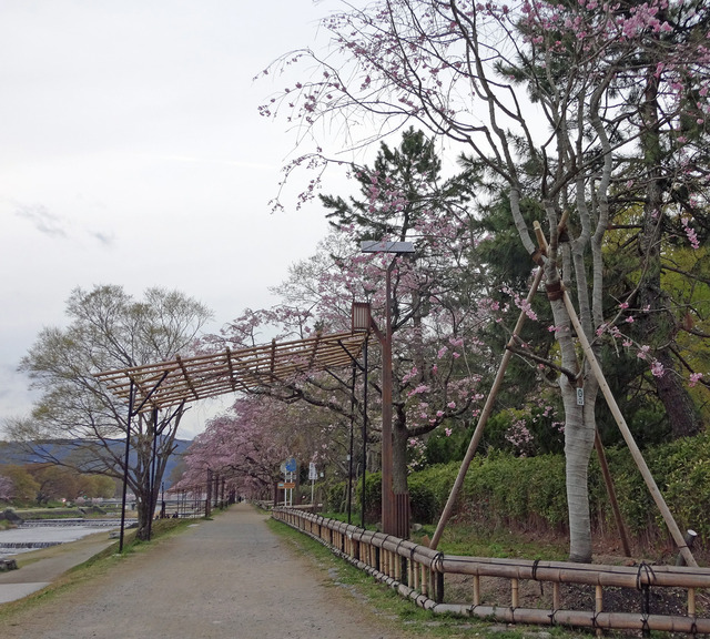 190411_sakura3.jpg