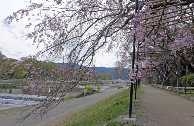 190411_sakura4.jpg