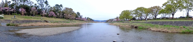 190411_sakura5.jpg